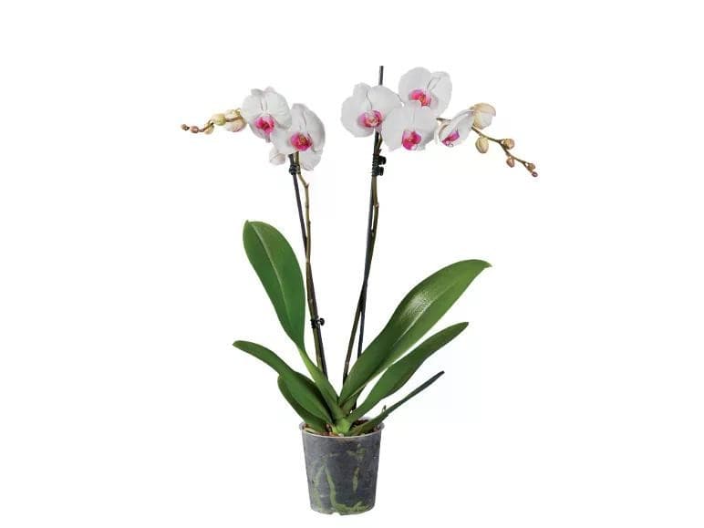 Phalaenopsis – Lidl