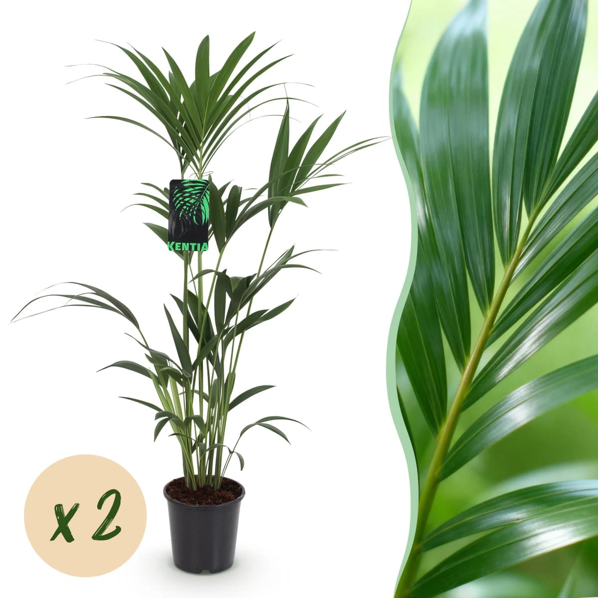 Pianta da interno Kenthia, Ø21 cm – Leroy Merlin