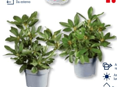 Rododendro, Vaso Ø 17 cm, Altezza 33-43 cm – Lidl