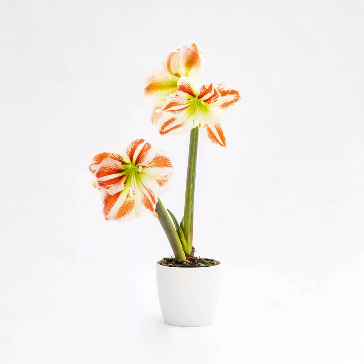 Amaryllis, Vaso Ø 12 cm, Altezza 18-22 cm – Lidl