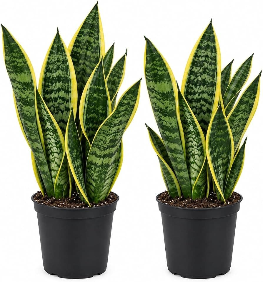 Sansevieria mini, Vaso Ø 6 cm, Altezza 12-16 cm – Lidl