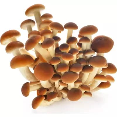 Funghi pioppini, 250 g I Colori del Sapore – ALDI