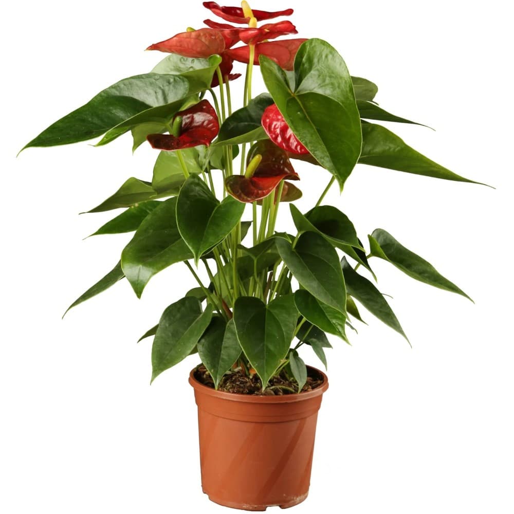 Anthurium andreanum, Vaso Ø 17 cm – Lidl