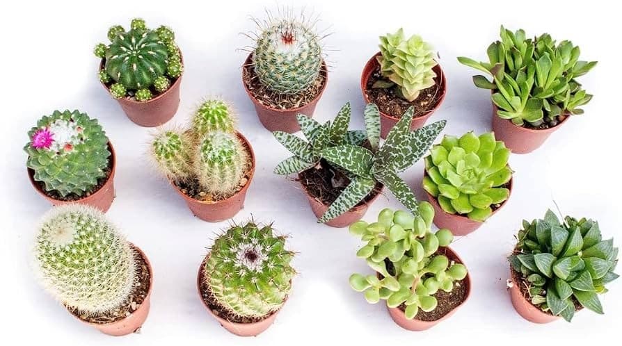 Succulenti e cactacee mix Vaso Ø 12 cm in offerta da Dpiù