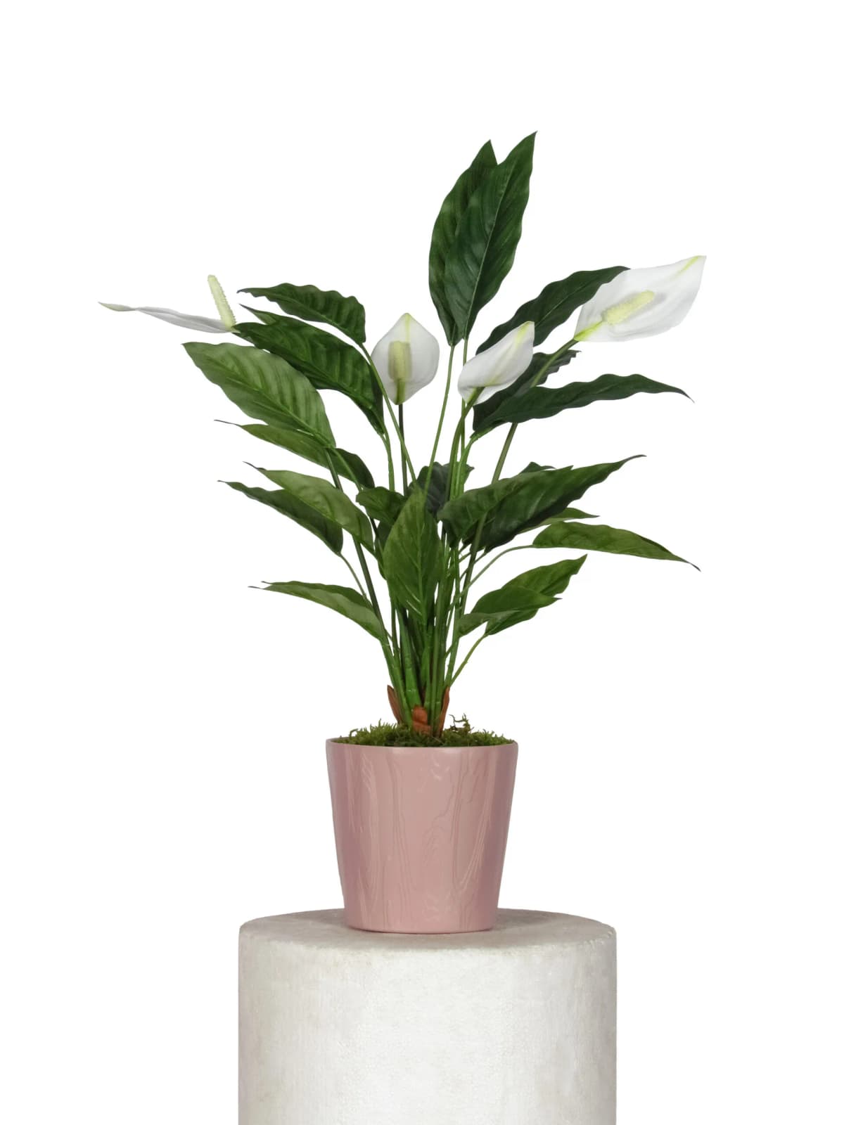 Spathiphyllum, Vaso in ceramica Ø 9 cm, Altezza 20-30 cm – Lidl