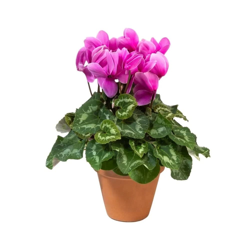 Ciclamino con vaso in terracotta, Ø 15 cm – Iper La grande i