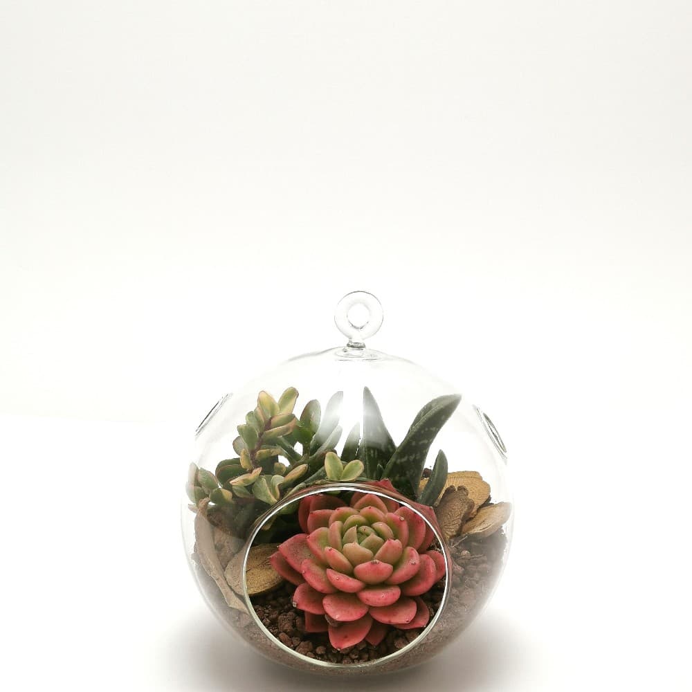 Succulente in vaso decorativo – Lidl