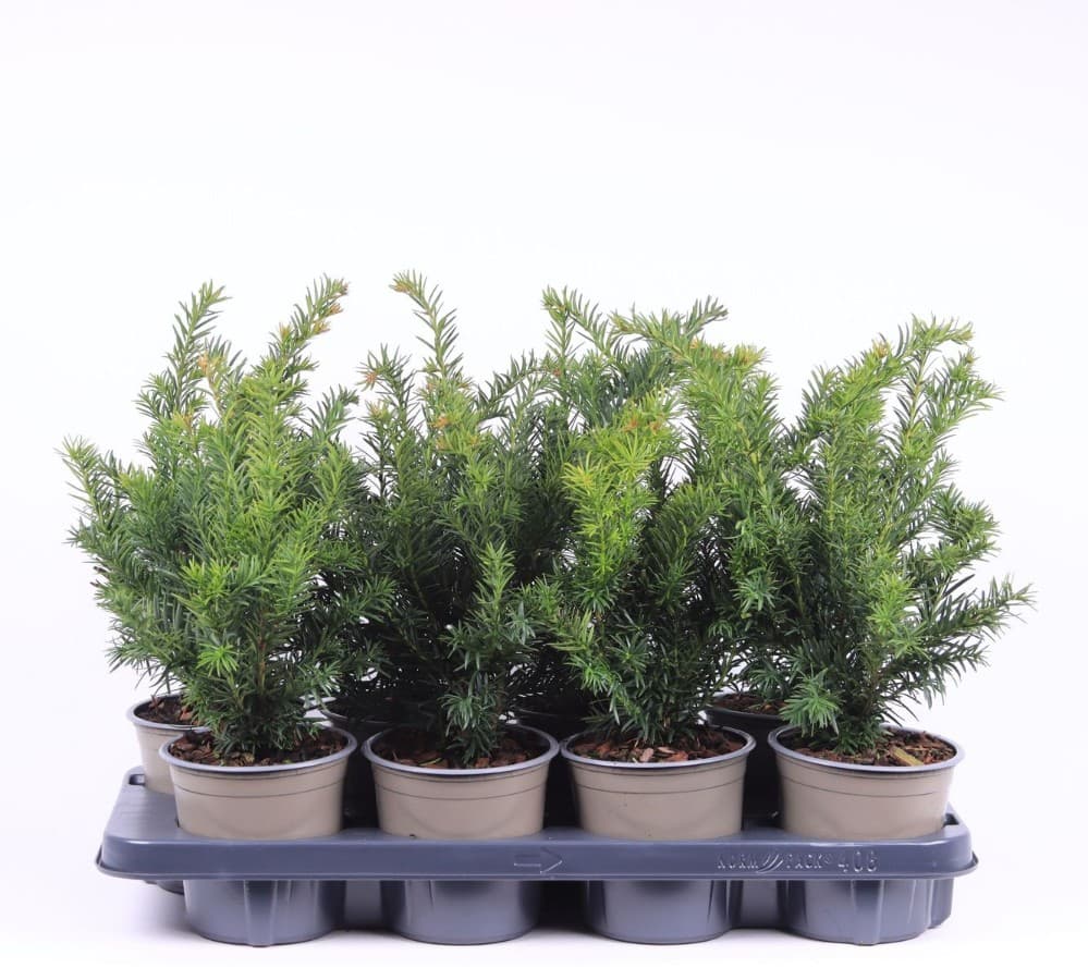 Tasso repandens Vaso Ø 11 cm in offerta da Dpiù