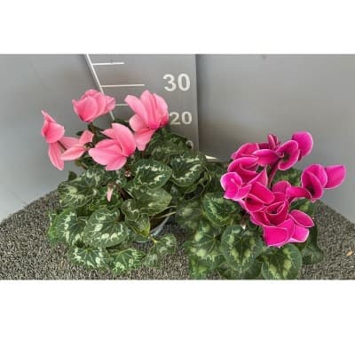 Ciclamino, Ø14 cm – Leroy Merlin