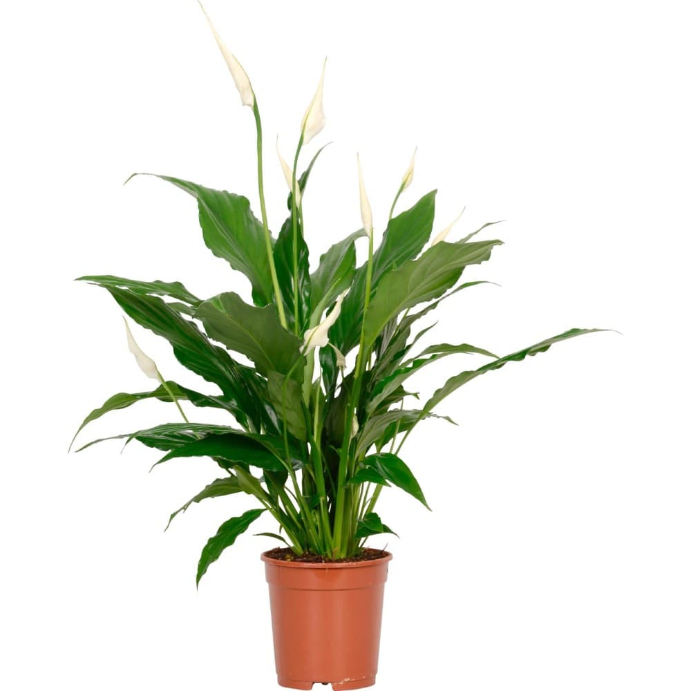 Spathiphyllum, Vaso Ø 13 cm, Altezza 60-65 cm – Lidl