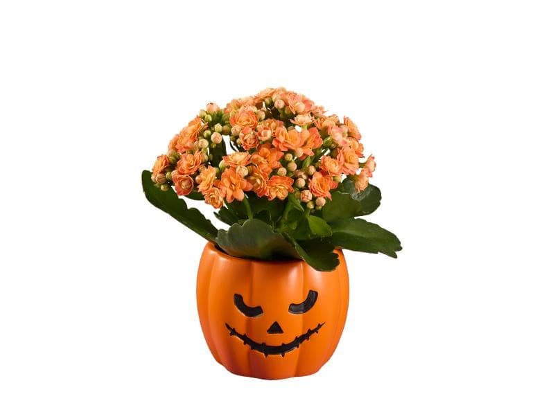 Piante fiorite in vaso di Halloween – Lidl