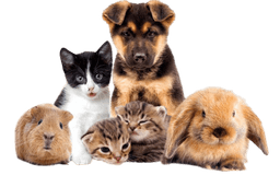 Animali domestici