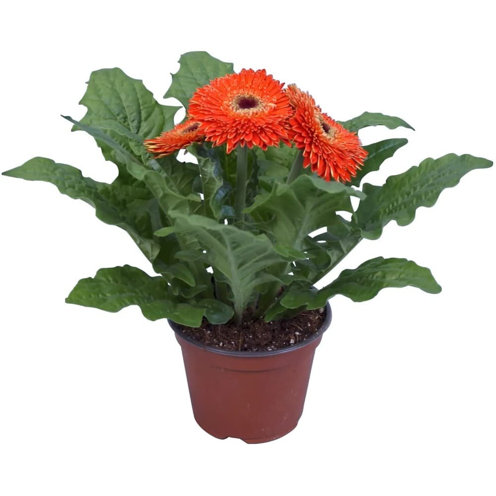 Gerbera vaso ø 12 cm in offerta da Penny