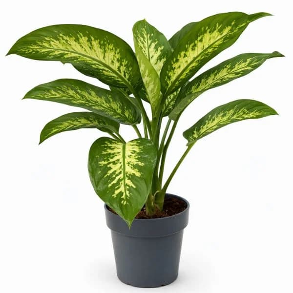 Piante verdi tropicali, Vaso Ø 17 cm, Altezza 50-70 cm – Lidl