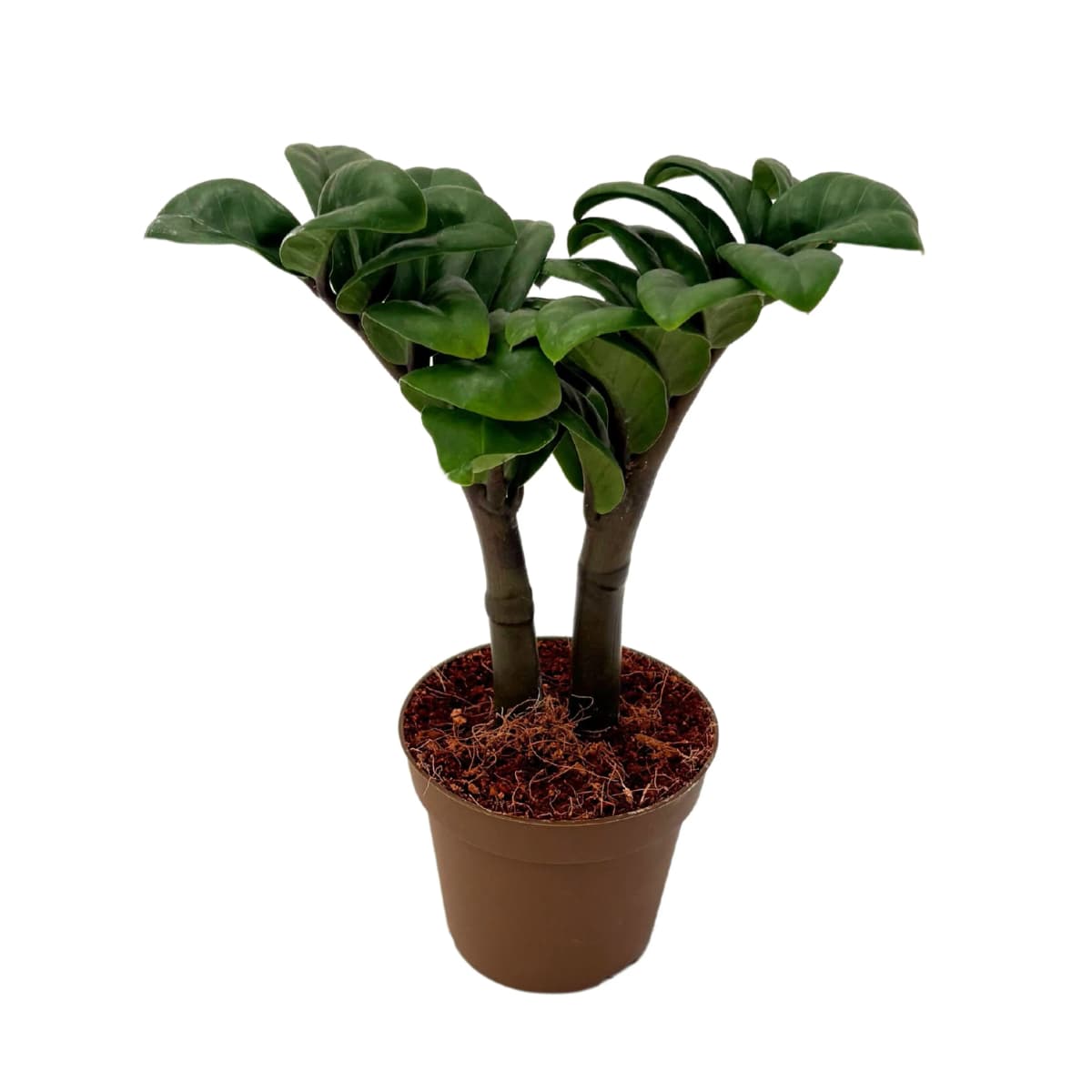 Zamioculcas vaso diametro 19 cm in offerta da Coop
