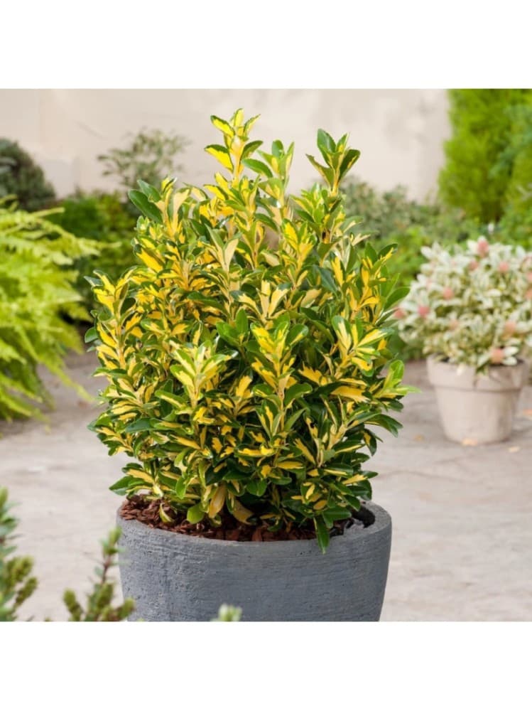 Euonymus e Pittosporo o Nandina e Lauroceraso, 3 pezzi – Iper La grande i