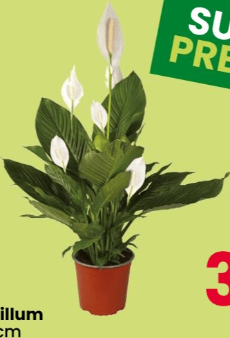 Spathiphyllum, vaso ø 12 cm – DeSpar
