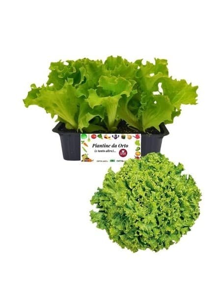 Insalata gentile Al pezzo in offerta da Lidl