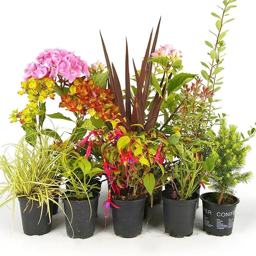 Piante verdi o fiorite assortite, vaso Ø cm 9 – Bennet