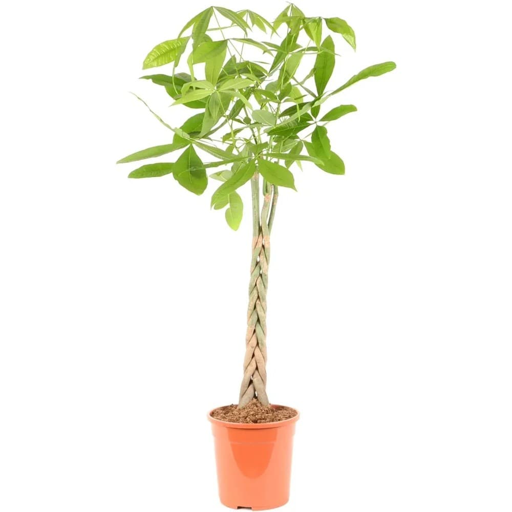 Pachira in vaso Ø 24 cm, h 130 cm in offerta da Iper La grande i