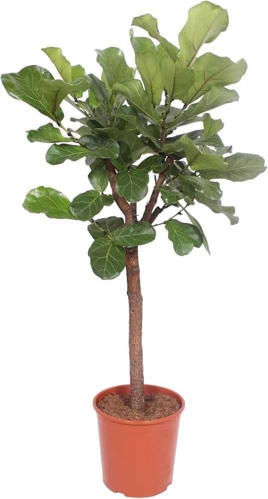 Ficus Lyrata, vaso Ø 18 cm – Iper La grande i