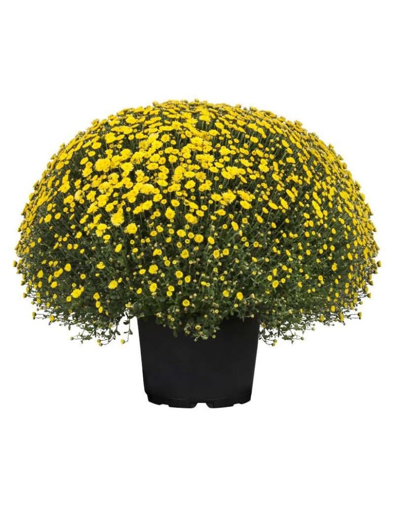 Settembrino, vaso Ø 20 cm – Iper La grande i