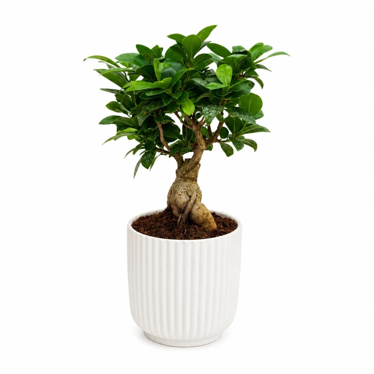 Ficus ginseng, Ø 12 cm – Iper La grande i
