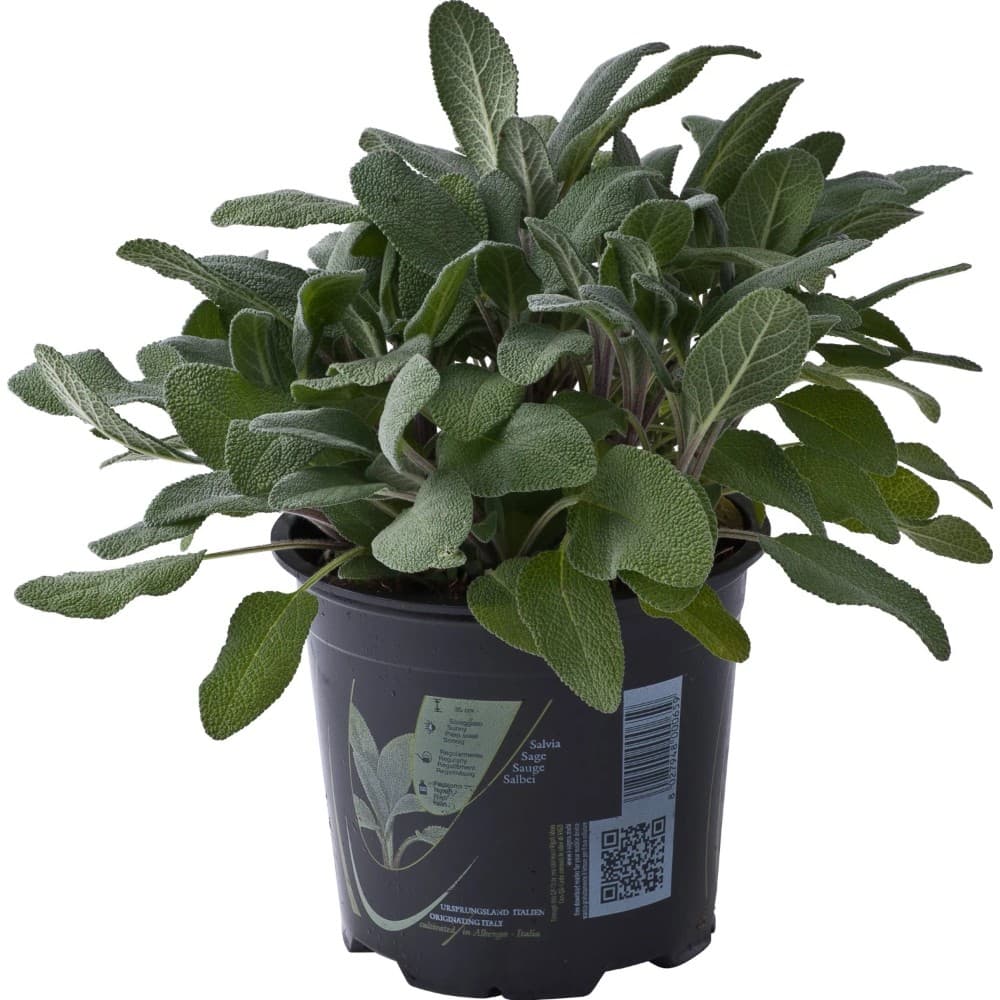 Piante aromatiche, in vaso Ø 14 cm – Iper La grande i