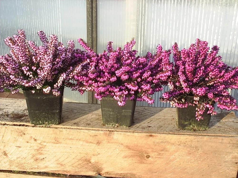 Erica Darleyensis – Bennet