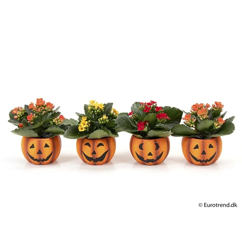 Kalanchoe halloween, Vaso Ø 9 cm, Altezza 18-22 cm – Lidl