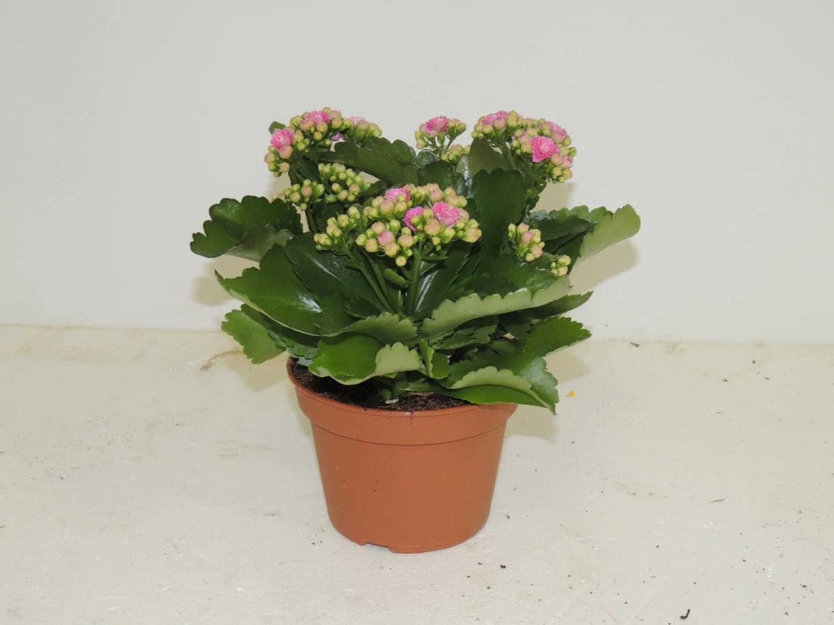 Kalanchoe Rosalina, Ø 15 cm – Iper La grande i