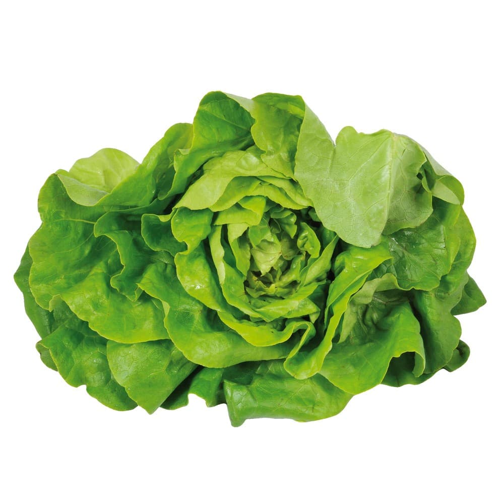 Lattuga Gentile o Trocadero 250 g in offerta da Iper La grande i