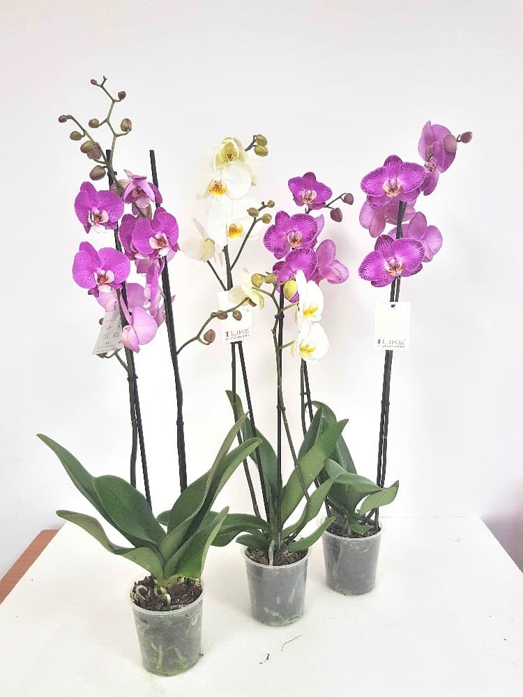 Phalenopsis 2 rami vaso Ø cm 12 in offerta da Bennet