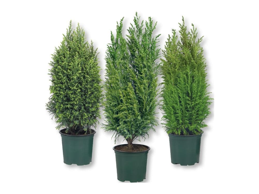 Conifere, Vaso Ø 10,5 cm, Altezza 27-38 cm – Lidl