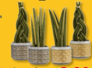 Sanseveria, Vaso Ø 15 cm, Altezza 30-36 cm – Lidl