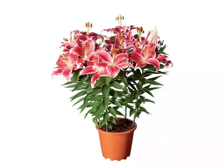Lilium orientale Ø 19 cm, Altezza 50-60 cm in offerta da Lidl