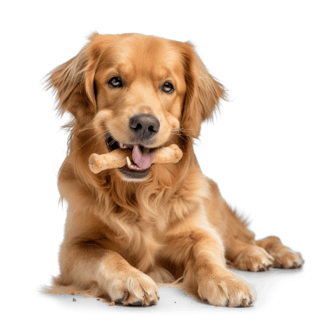 Kategorija proizvoda Snack per cani