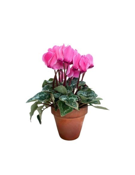 Ciclamino, 1 vaso Ø 22 cm – Iper La grande i
