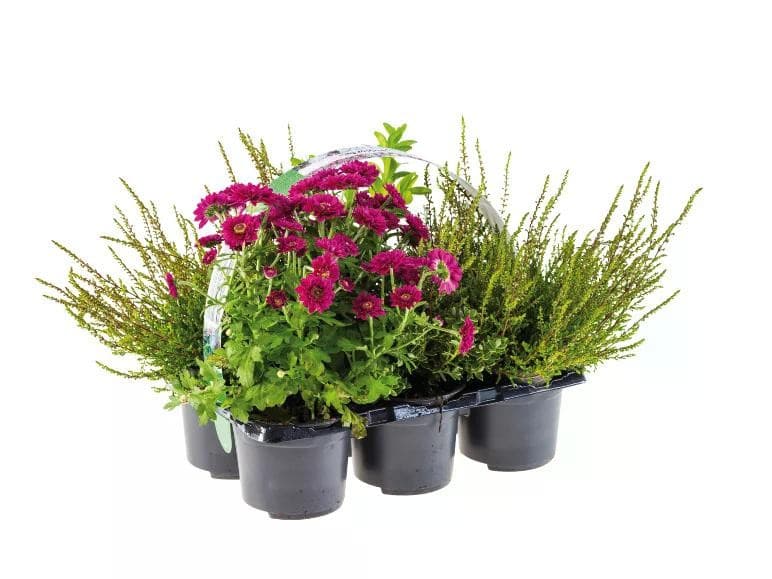 Mix di fiori, Vaso Ø 9 cm, Altezza 13-28 cm – Lidl