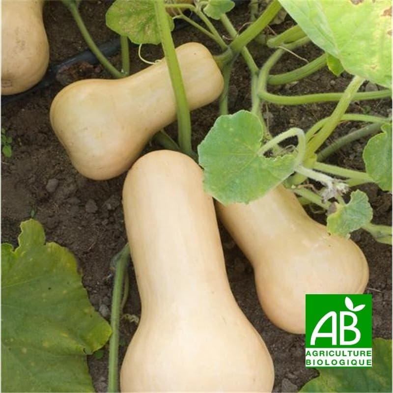 Zucca butternut o muscade – Panorama
