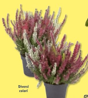 Calluna vulgaris, Vaso Ø 12 cm, Altezza 27-33 cm – Lidl