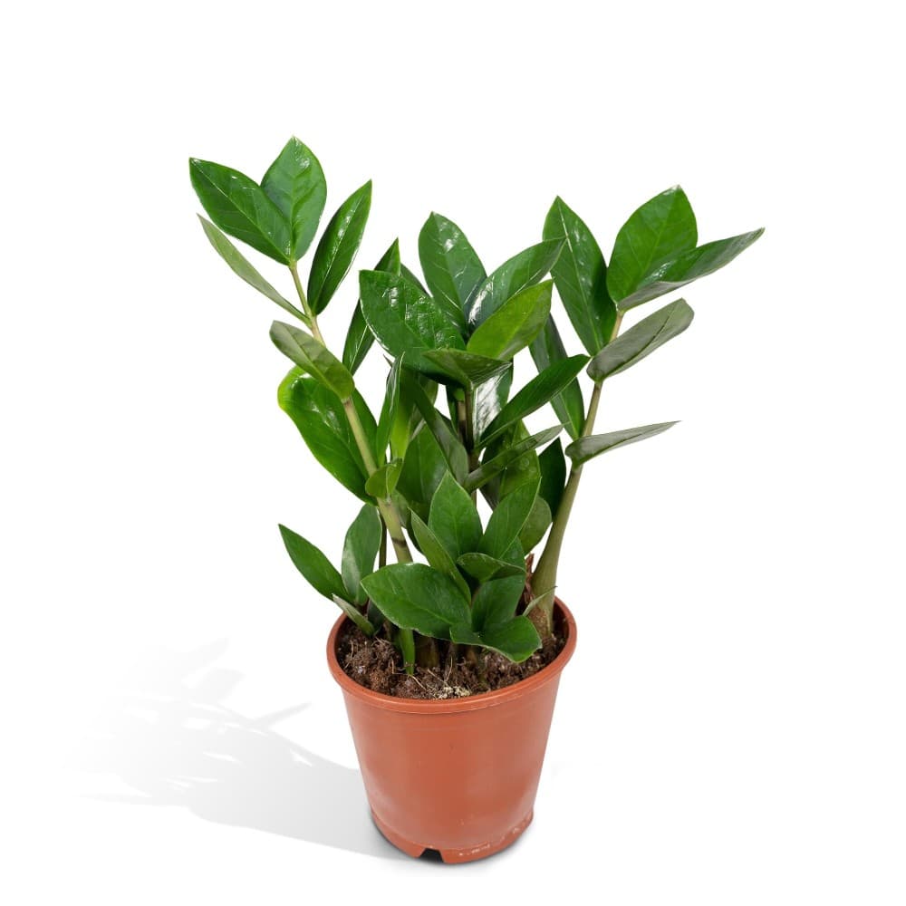 Calathea mix o zamioculcas, vaso Ø cm 12 – Bennet