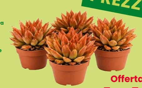 Echeveria, vaso ø 12 cm – DeSpar
