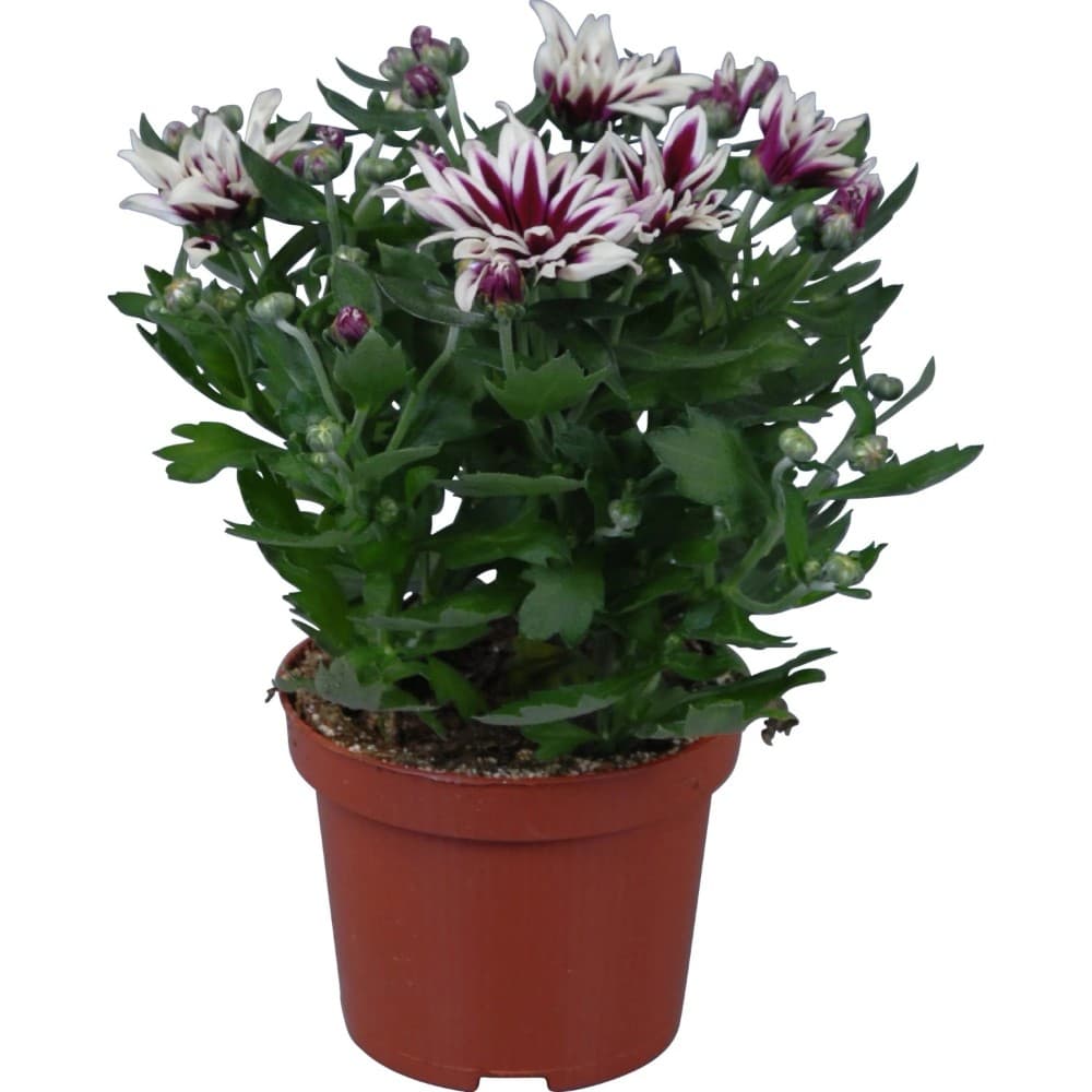 Crisantemo, Vaso Ø 12 cm, Altezza 25-31 cm – Lidl