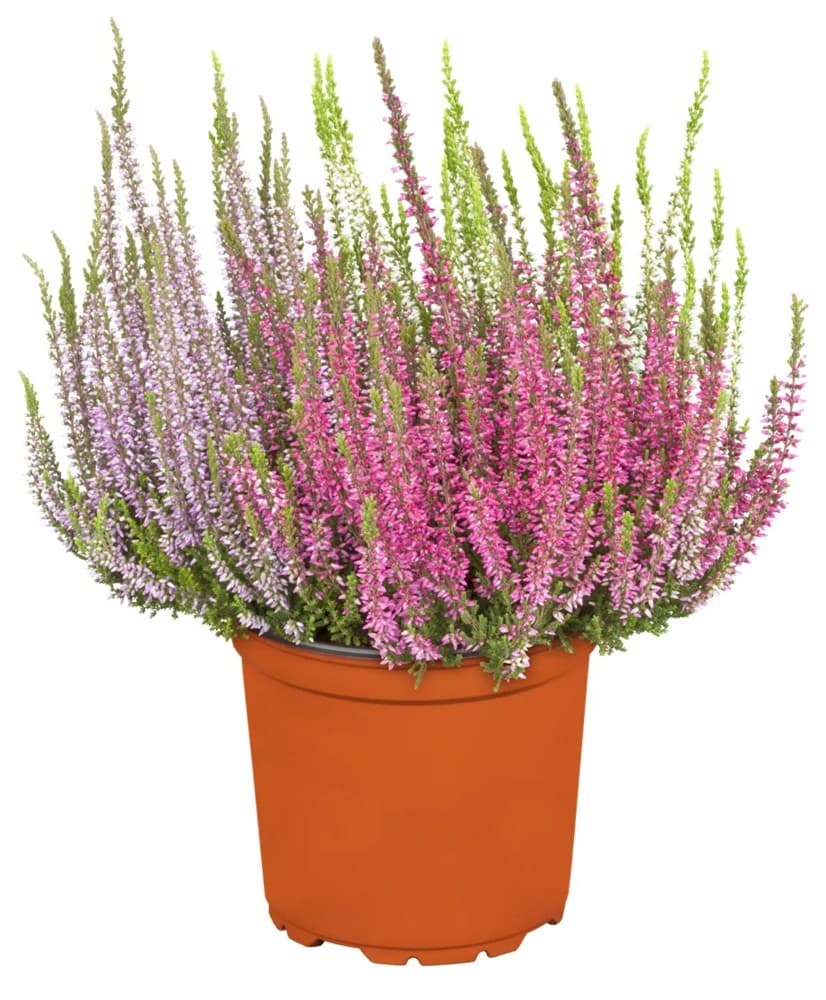 Calluna Trio, Ø 11 cm – Iper La grande i