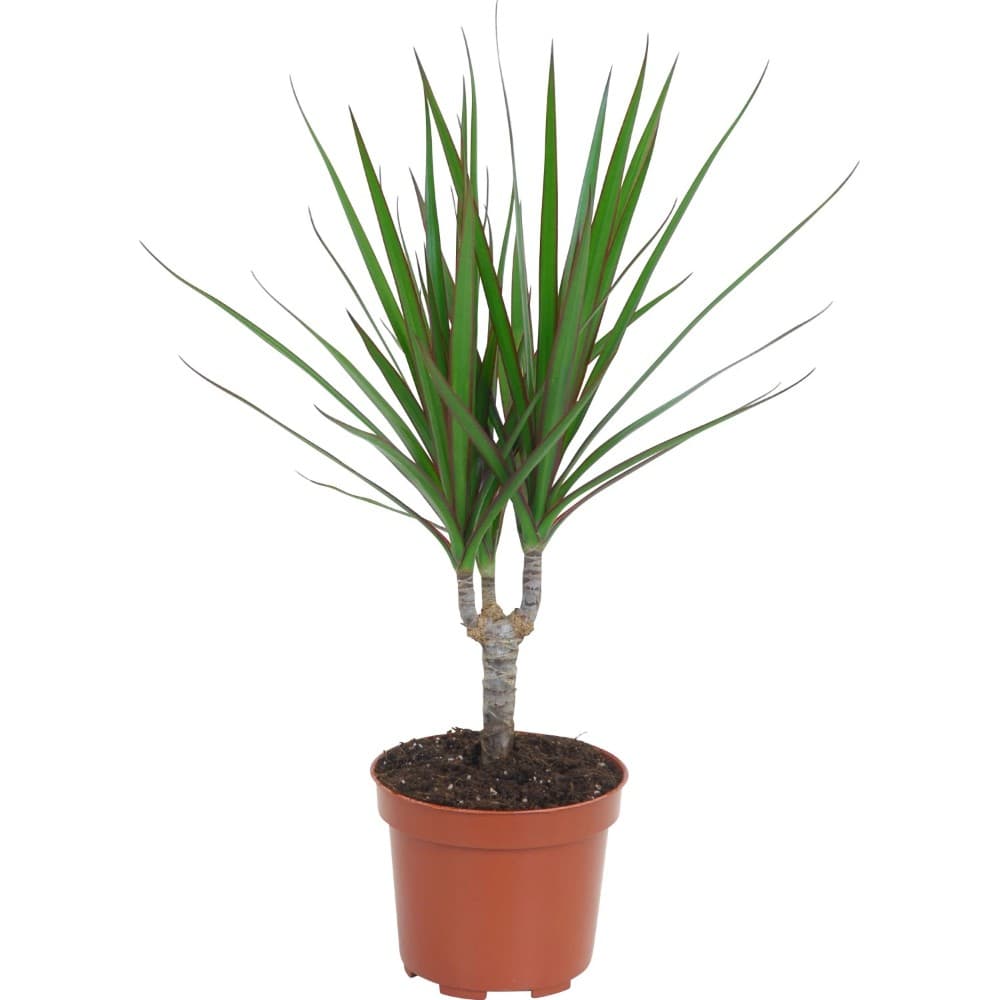 Dracaena tronchetto vaso Ø cm 12 in offerta da Bennet