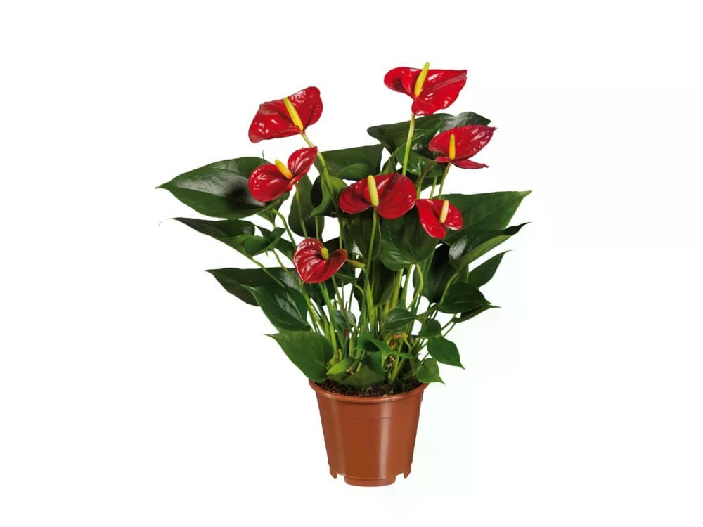 Anthurium vaso Ø cm 12 in offerta da Bennet