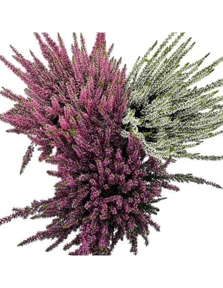 Calluna, in vaso Ø 12 cm – Iper La grande i