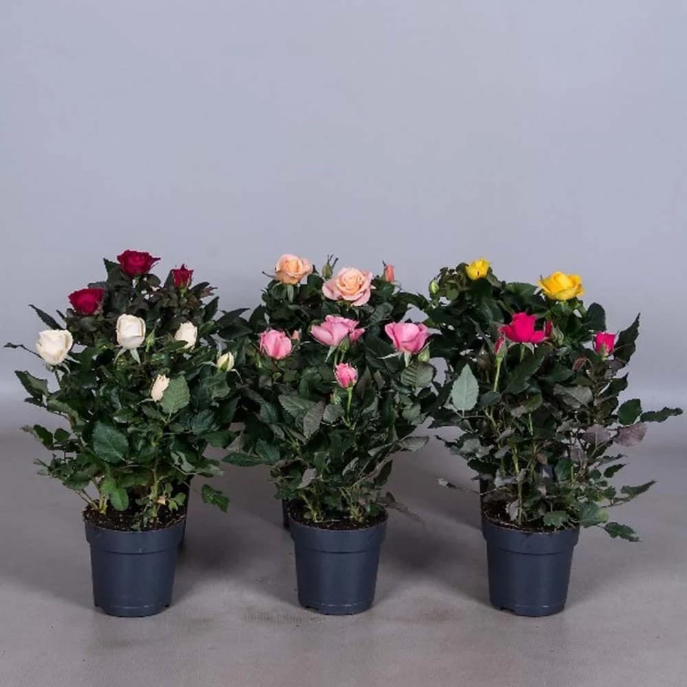 Rosa in vaso, 10 pz – Risparmio Casa