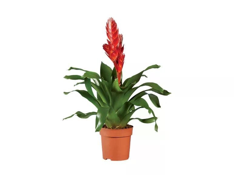 Vriesea o Guzmania, Vaso Ø 13 cm, altezza 45 cm – Lidl
